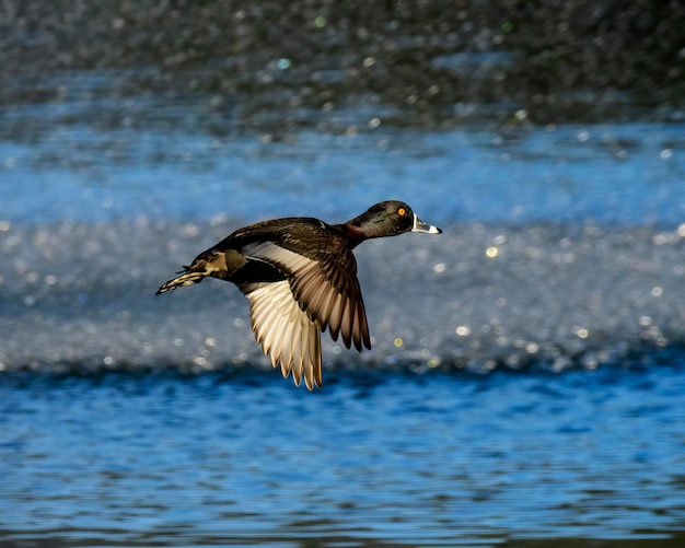 Foto este pato macho de pescoço anelado está voando em frente ao rastro de uma fonte em um parque.