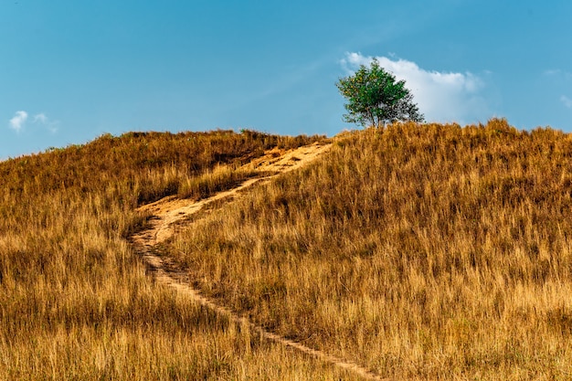 Estéril campo desolado em uma colina com grama seca e árvores na parte superior.