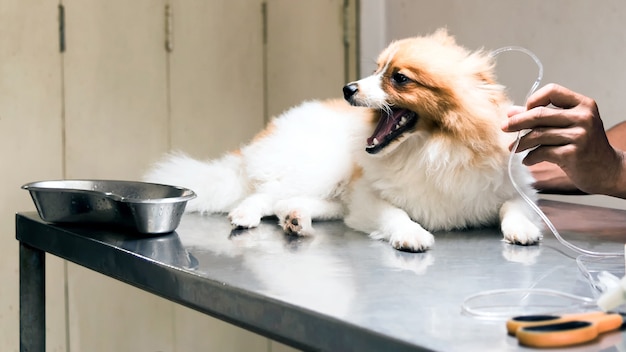 Esterilização veterinária em cão por solução salina para o tratamento do cão doente