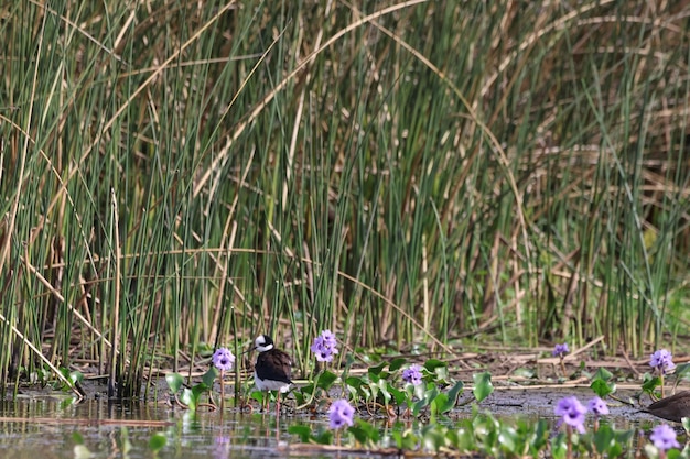 Foto esteros del iberá