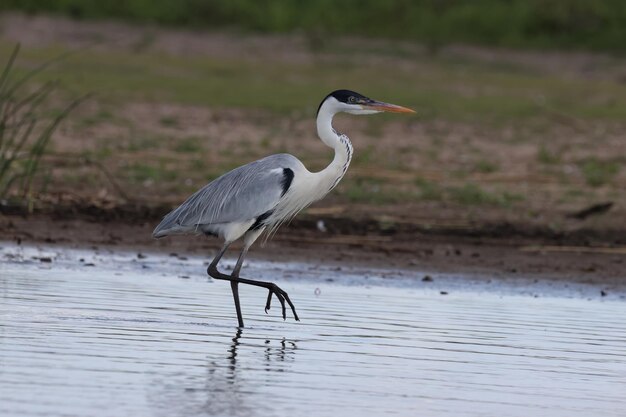 Foto esteros del iberá