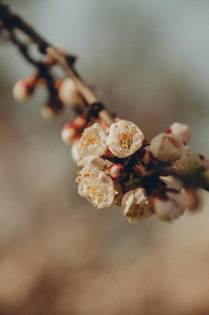 estética da primavera