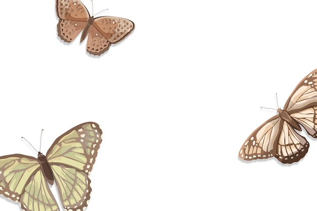 Estética mariposa marco de borde png fondo transparente