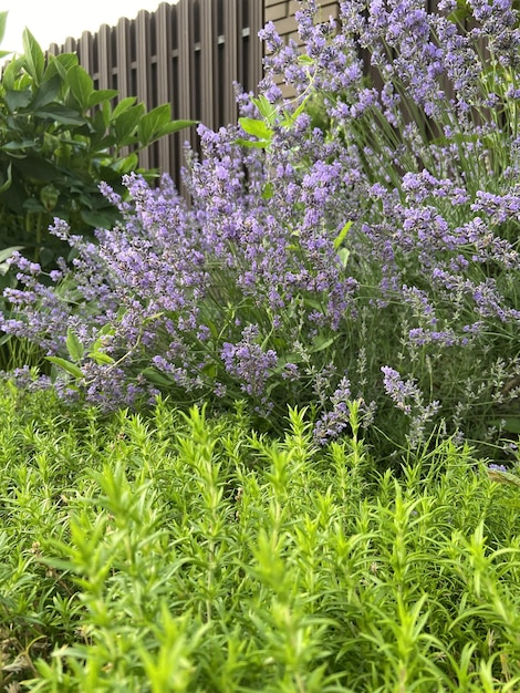 Estético campo de lavanda y hierba verde.