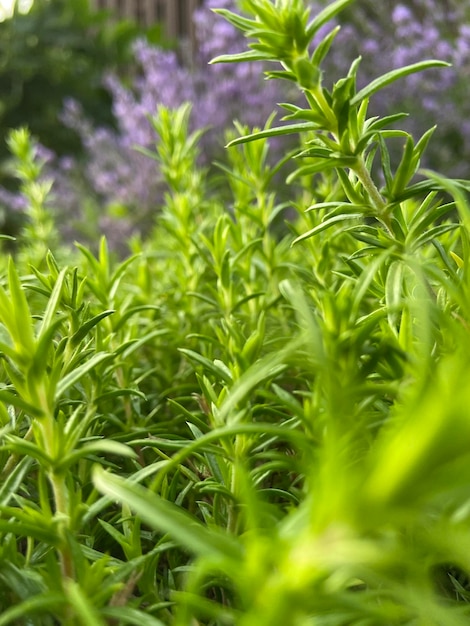 Estético campo de lavanda y hierba verde.