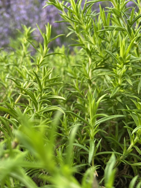 Estético campo de lavanda y hierba verde.