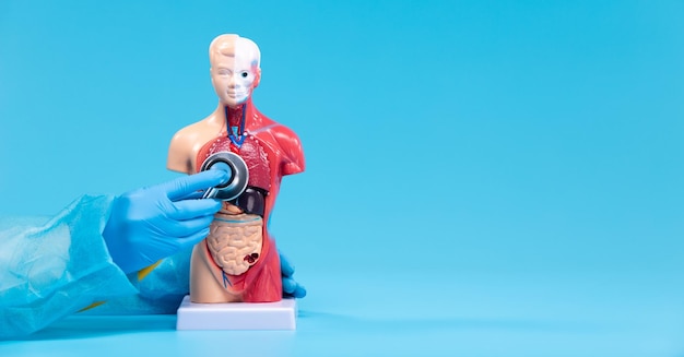 Estetoscópio de luvas médicas examina o corpo humano pulmão digerir saúde da barriga significa parar a prevenção médica de doença doença problema Diagnóstico de conceito check-up tratamento no espaço de cópia do hospital