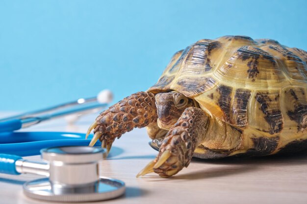 Estetoscópio e tartaruga da Ásia Central na mesa fundo azul, exame veterinário de uma tartaruga, fundo azul