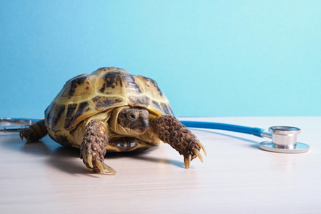 Estetoscopio y tortuga terrestre de Asia Central sobre el fondo azul de la mesa, examen veterinario de una tortuga, fondo azul