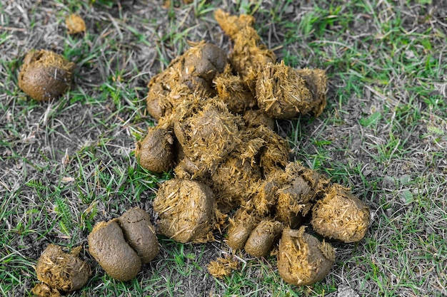 Estiércol de caballo yace en la hierba Caca de animales de granja