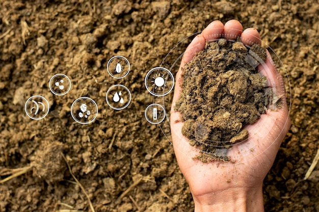 Estiércol en manos de agrónomo para cultivo de plantas y árboles.