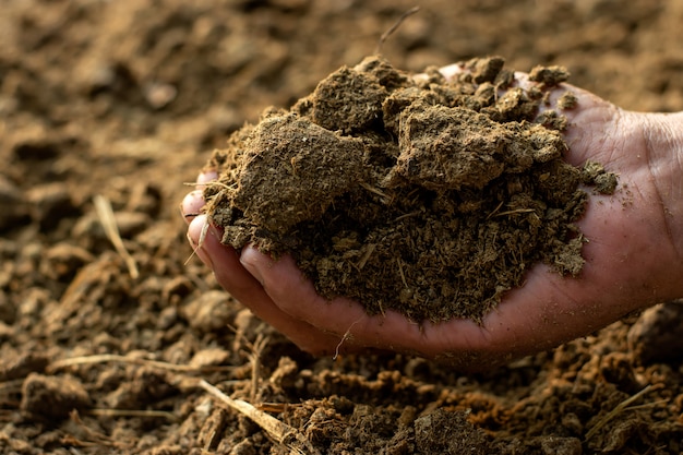 Estiércol o estiércol para la agricultura.