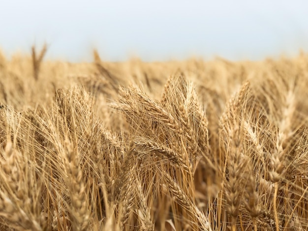 Estilhaços no campo contra o céu