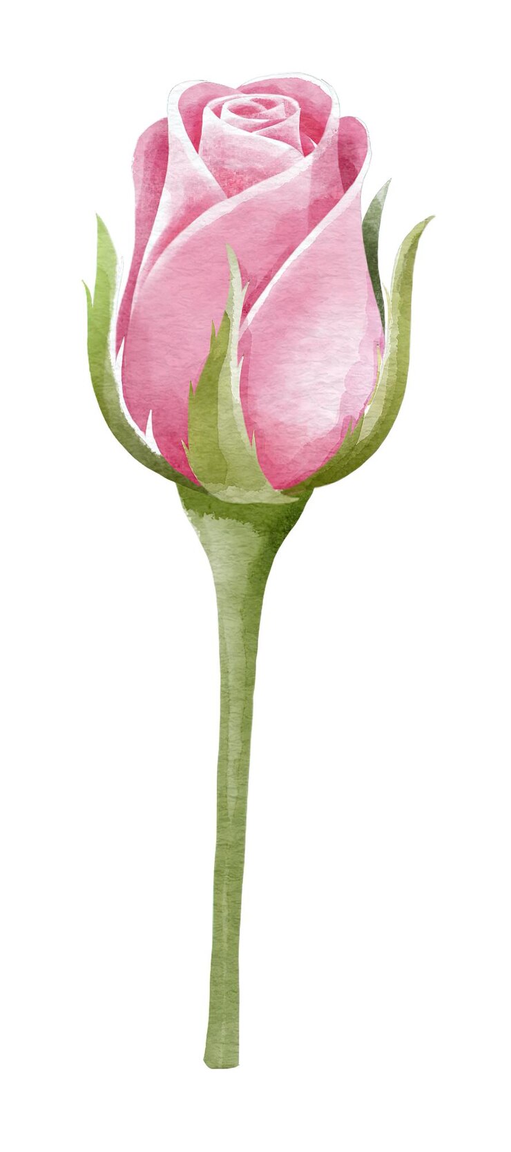 Estilo aquarela de flor rosa