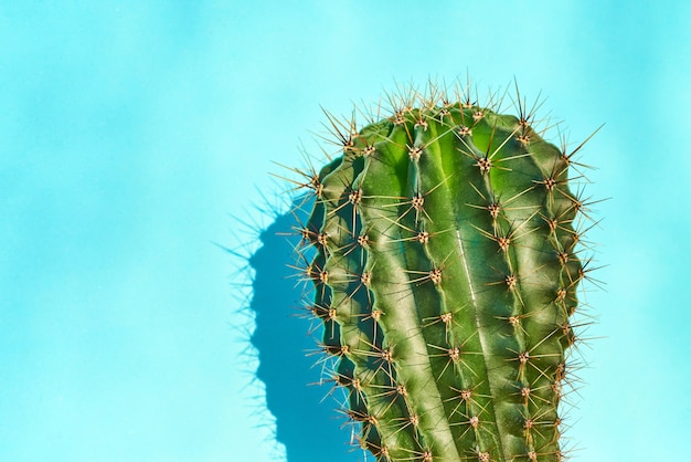 Estilo de verão do cacto verde. Fundo azul.