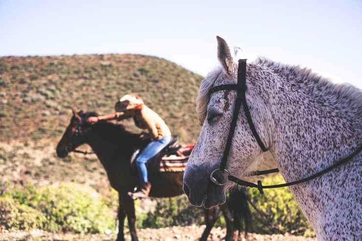 Foto estilo de vida de cavalos e animais em amizade com humanos e pessoas. atividade de lazer ao ar livre nas montanhas
