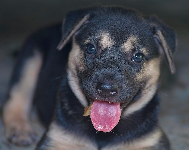 Estilo de vida e retrato de cão