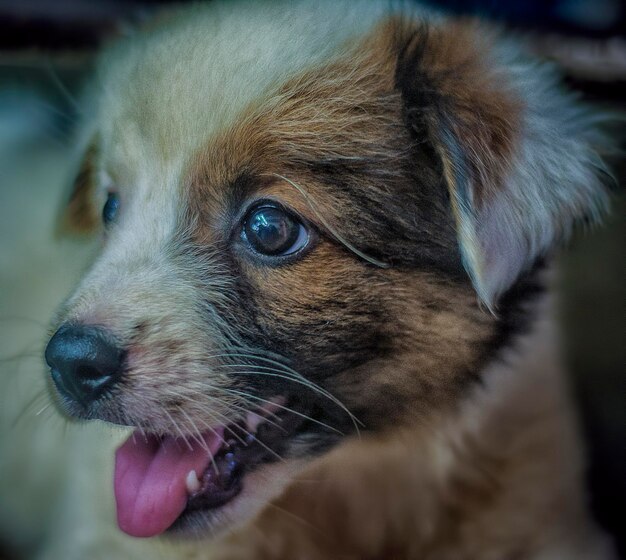 Estilo de vida e retrato de cão