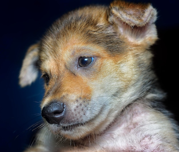 Estilo de vida e retrato de cão