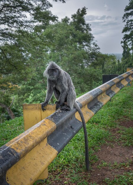 estilo de vida e retrato de macaco selvagem