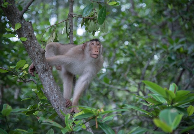 estilo de vida e retrato de macaco selvagem