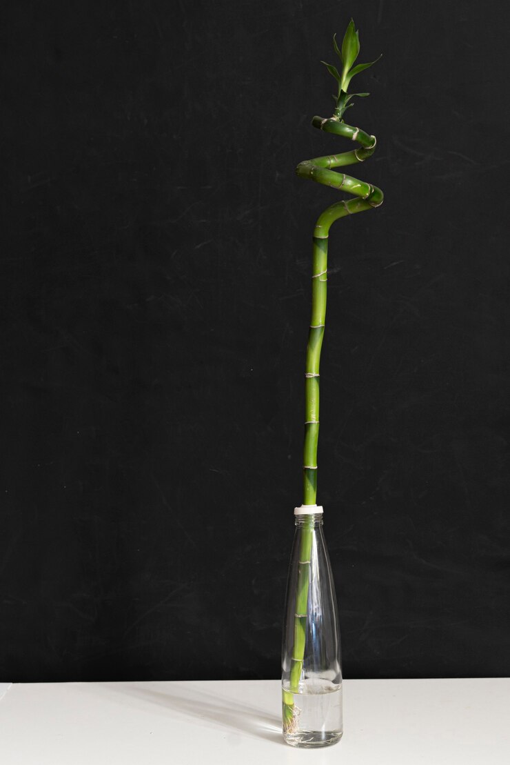 Foto un estilo minimalista simple con una planta de bambú girada en el estante de casa en la botella de vidrio con agua.