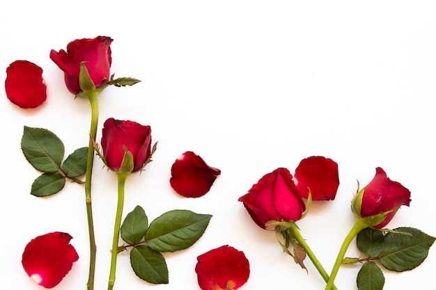 Foto estilo de postal de flores rosas rojas sobre blanco