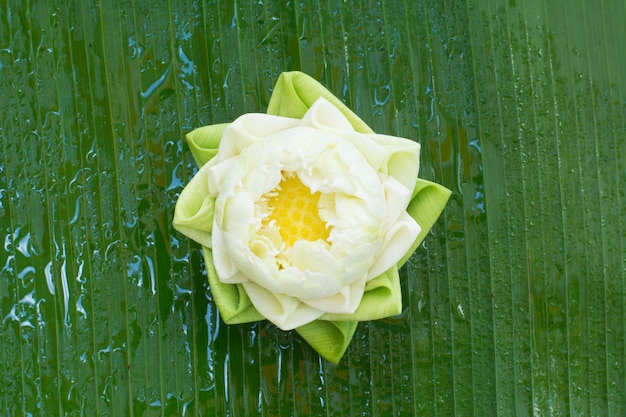 estilo tailandês de lótus de dobramento no fundo de folha de banana