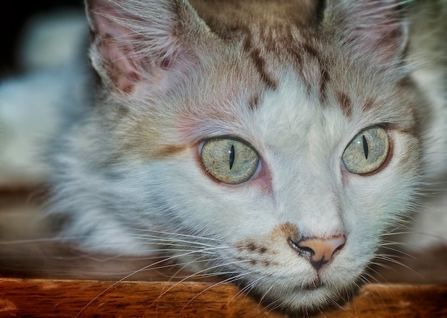 Estilo de vida y retrato de gato