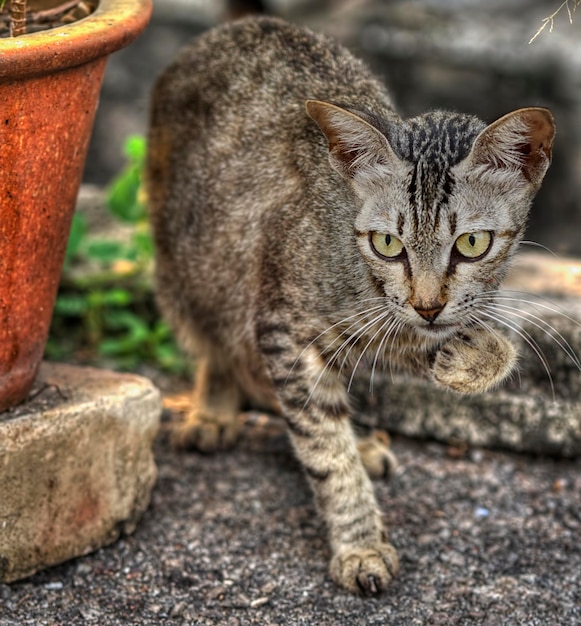 Estilo de vida y retrato de gato