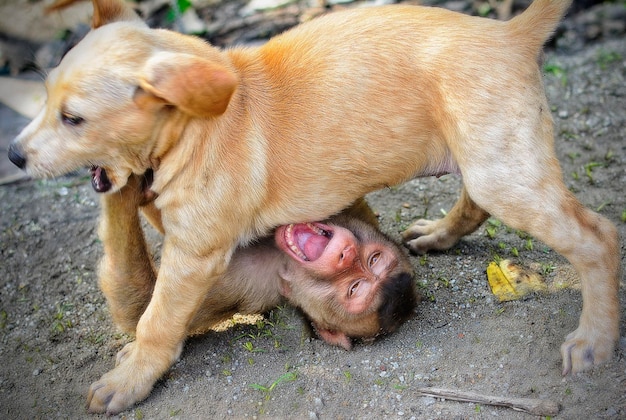 Estilo de vida y retrato de perro