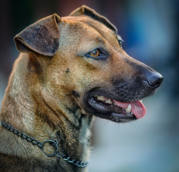 Estilo de vida y retrato de perro