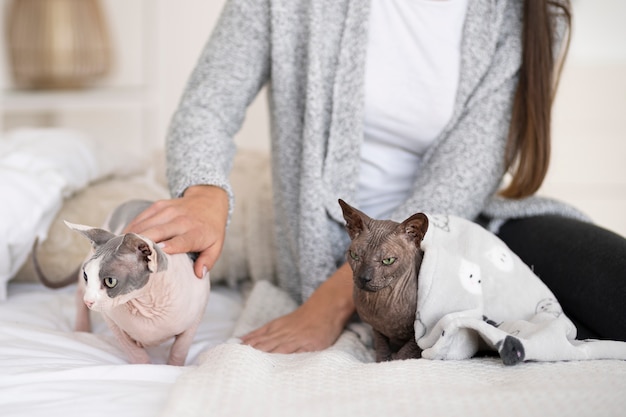 Foto estilo de vida y retratos de gatos domésticos