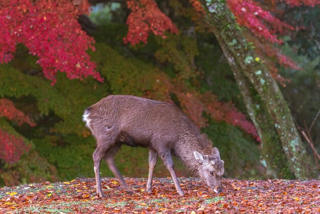 Foto estimado bajo la hoja de otoño