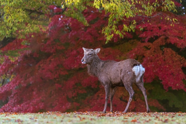 Foto estimado bajo la hoja de otoño