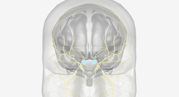 Foto estimulación eléctrica de las ramas del nervio oftálmico