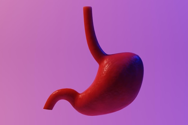 Estômago em um fundo roxo Anatomia órgão humano Problemas da digestão do estômago 3d render