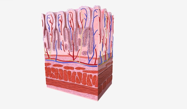 El estómago es un órgano entre el esófago y el pequeño inte