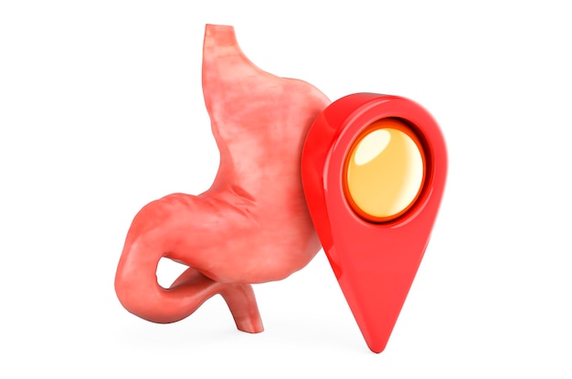 Estómago humano con puntero de mapa Representación 3D del concepto de ubicación del hospital