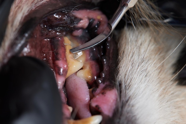 Estomatologia veterinária Limpeza de dentes de placa e pedra em um poodle de 9 anos Intubado sob anestesia com um desinfetante de ultrassom