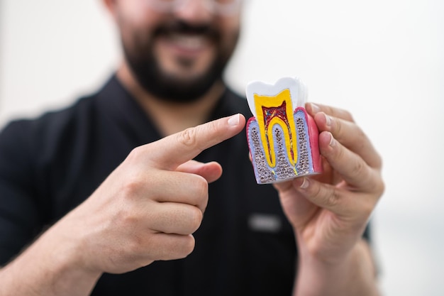Estomatologista mostrando modelo plástico de dente humano saudável em fundo claro médico positivo