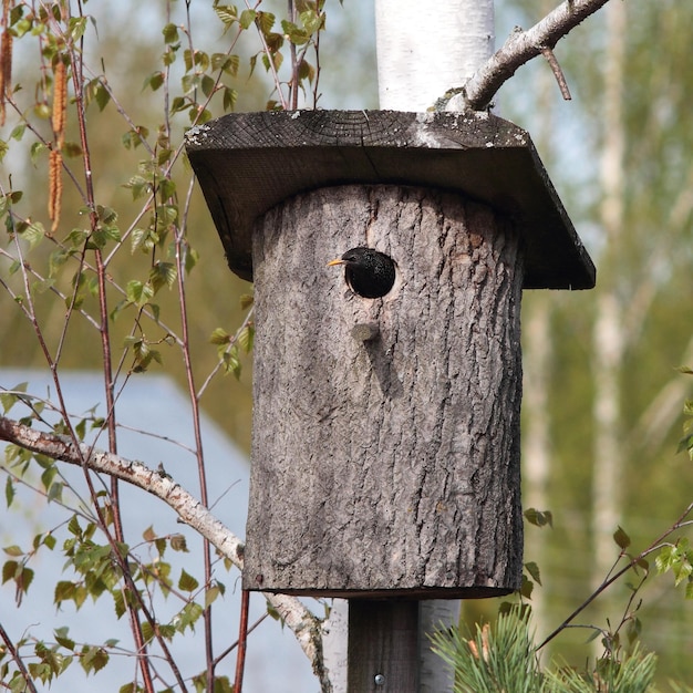 Estorninho comum de pássaros parece fora de uma caixa de ninho