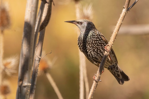 Estorninho comum Sturnus vulgaris Málaga Espanha