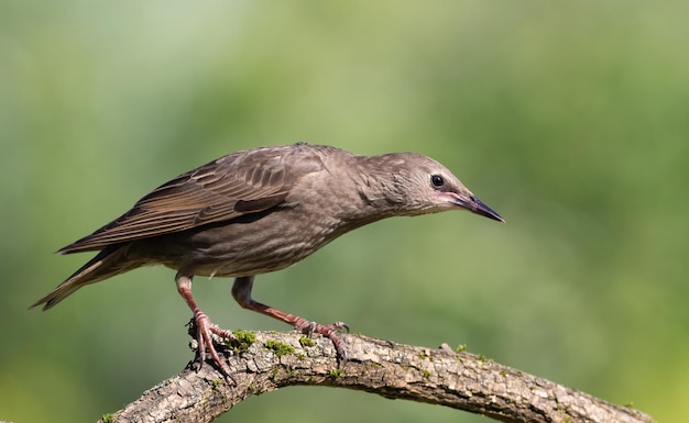 Estorninho comum Sturnus vulgaris Um pássaro jovem senta-se em um belo galho em um fundo desfocado