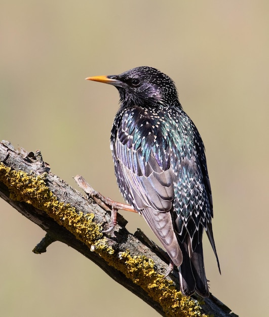 Estorninho comum Sturnus vulgaris Um pássaro senta-se em um belo galho