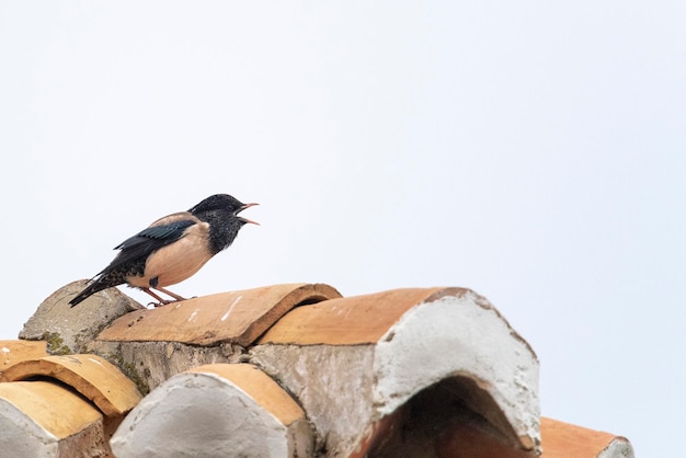 Estorninho cor de rosa (sturnus roseus) málaga, espanha