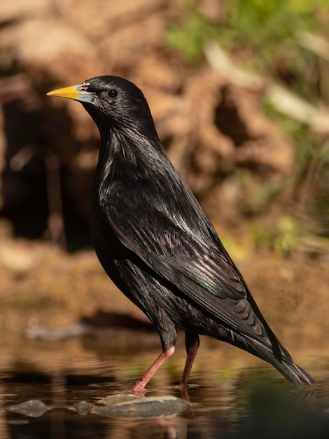 Estorninho impecável Sturnus unicolor Málaga Espanha