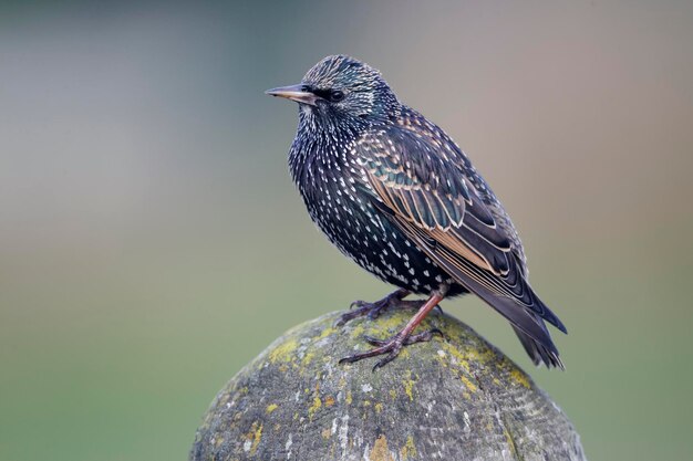 Foto estorninho sturnus vulgaris pássaro solitário na cerca