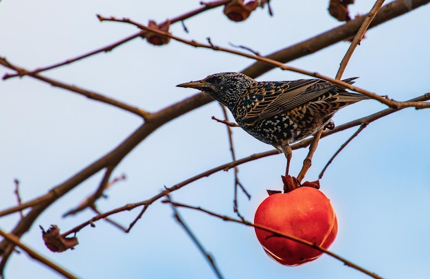 Foto estornino comiendo fruta en un árbol