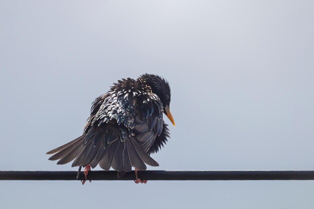 Estornino Común Sentado En Alambre Europa Naturaleza Vida Silvestre